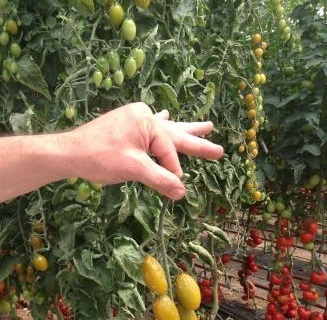 horti tomate.jpg